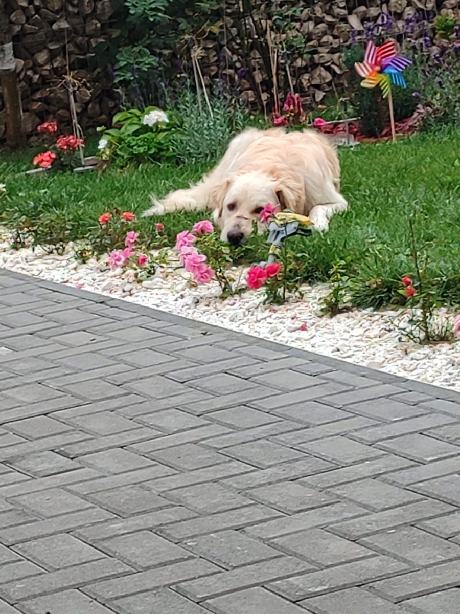 Ofer spre adoptie metis Labrador x Golden Retriever