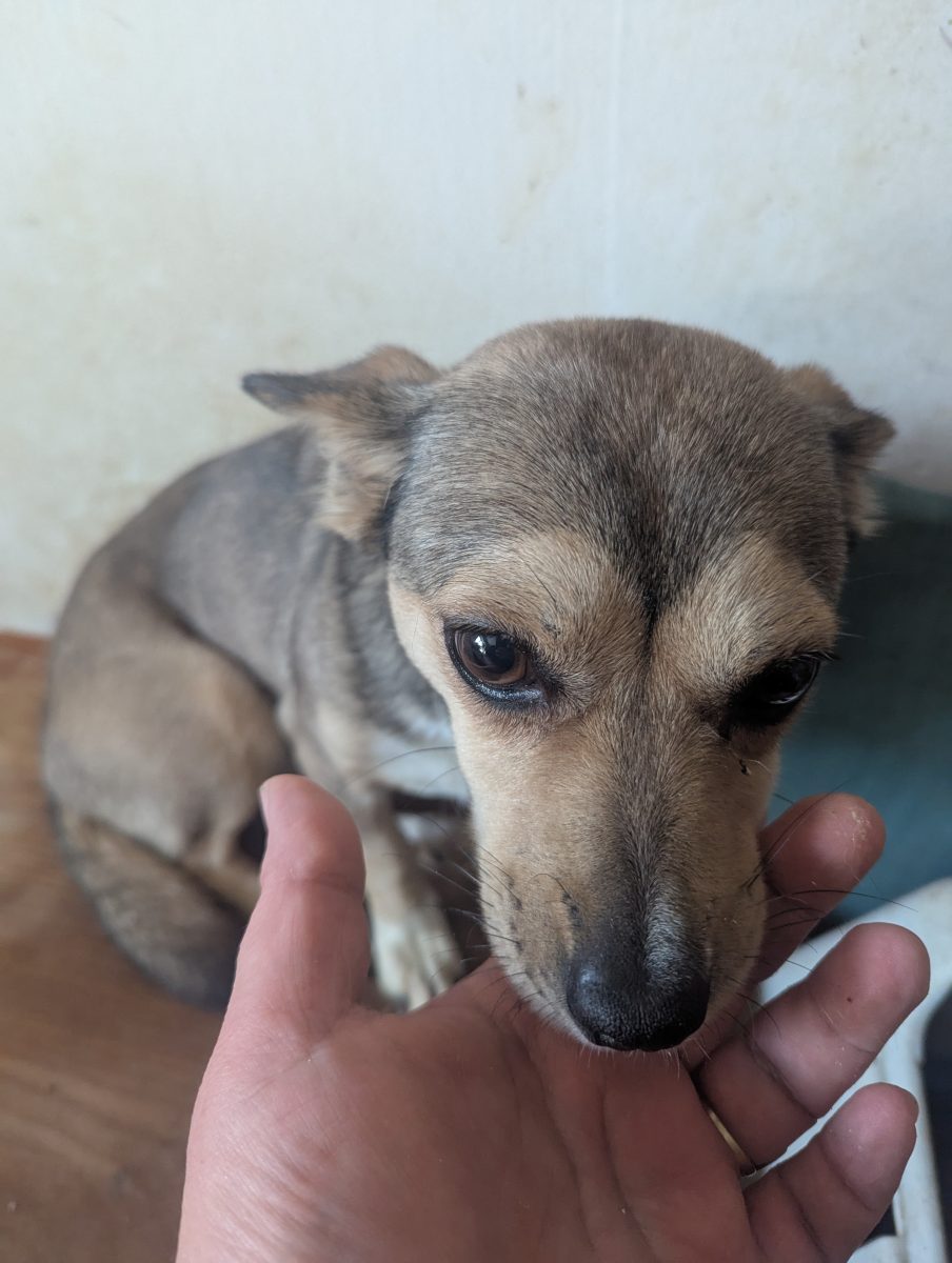 Dina , un chihuahua simpatic , 1 an