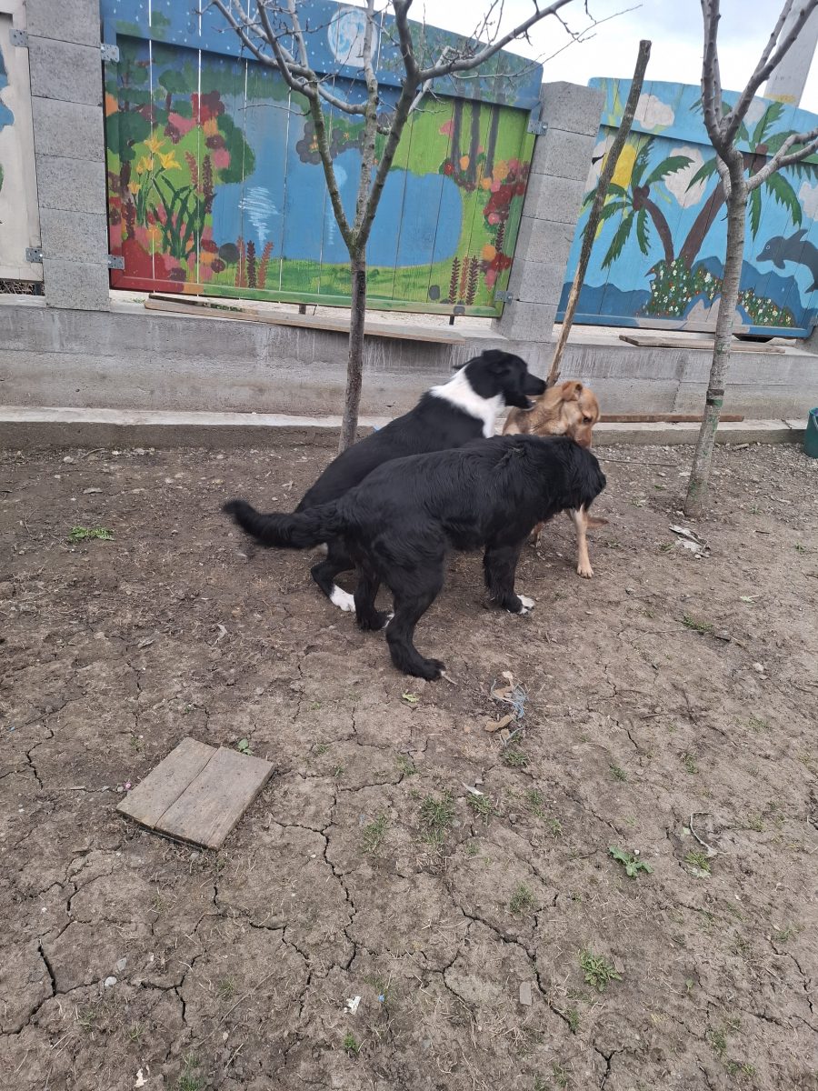 2 căței și mama lor caută famili noi