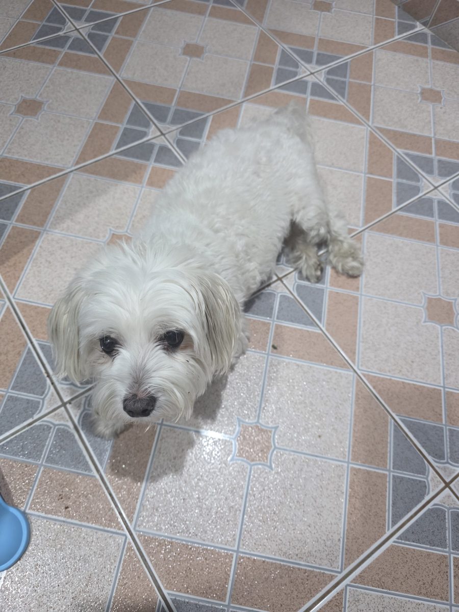 Bichon maltez talie mica
