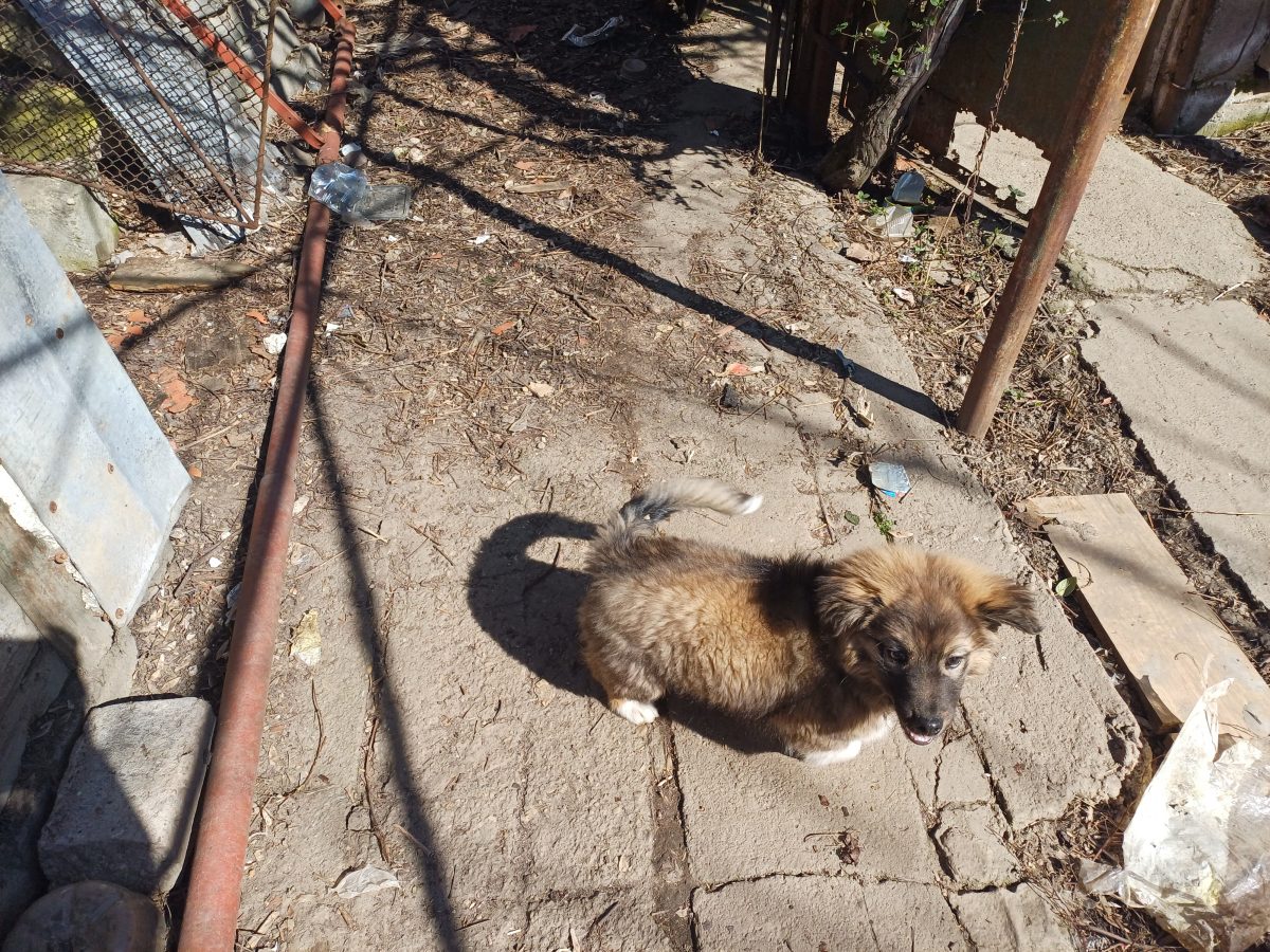 Donez metis ciobanesc ( Carpathian Shepherd Dog )