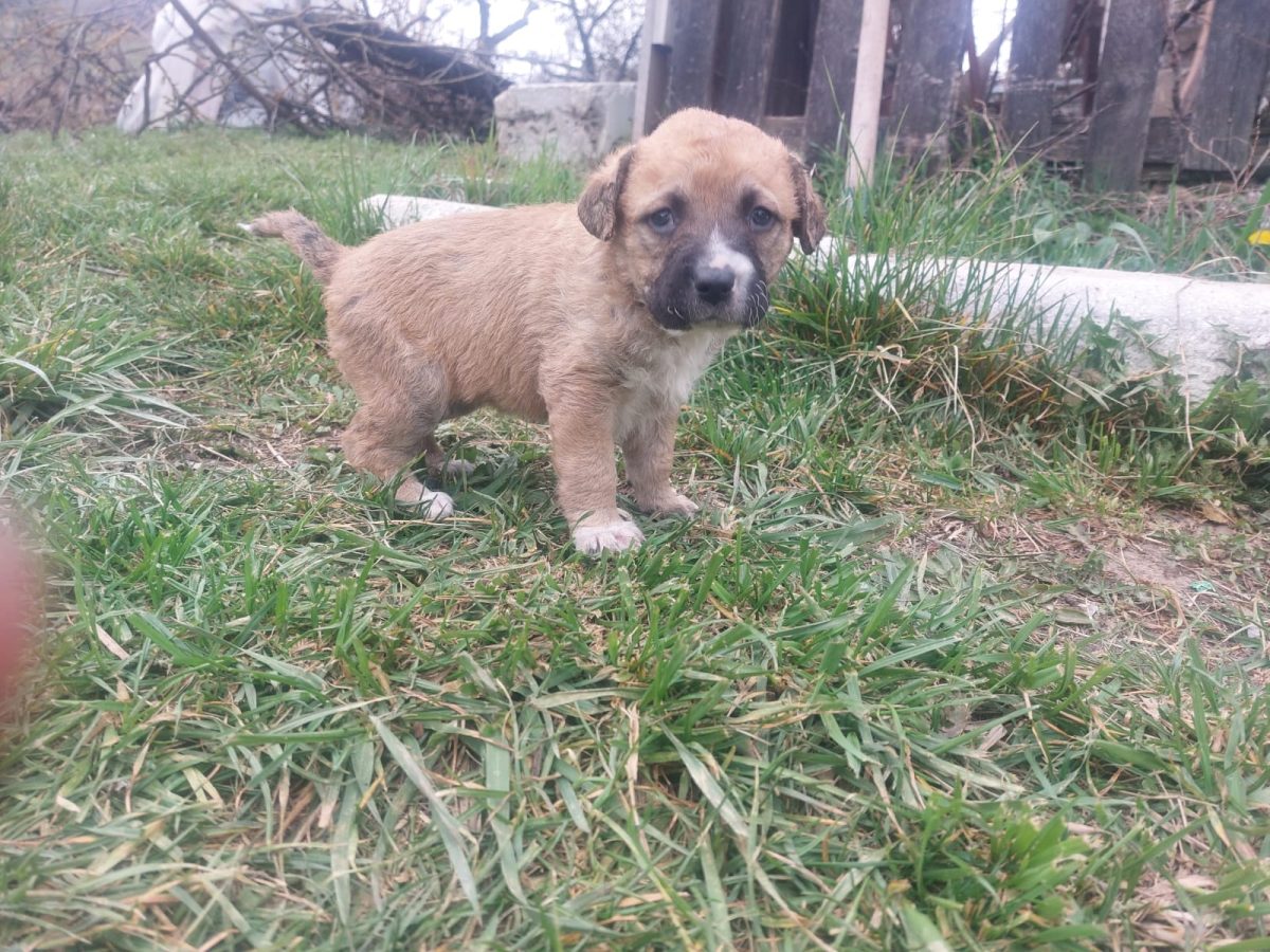 Catei sanatosi talie medie crescuti cu lapte de capra