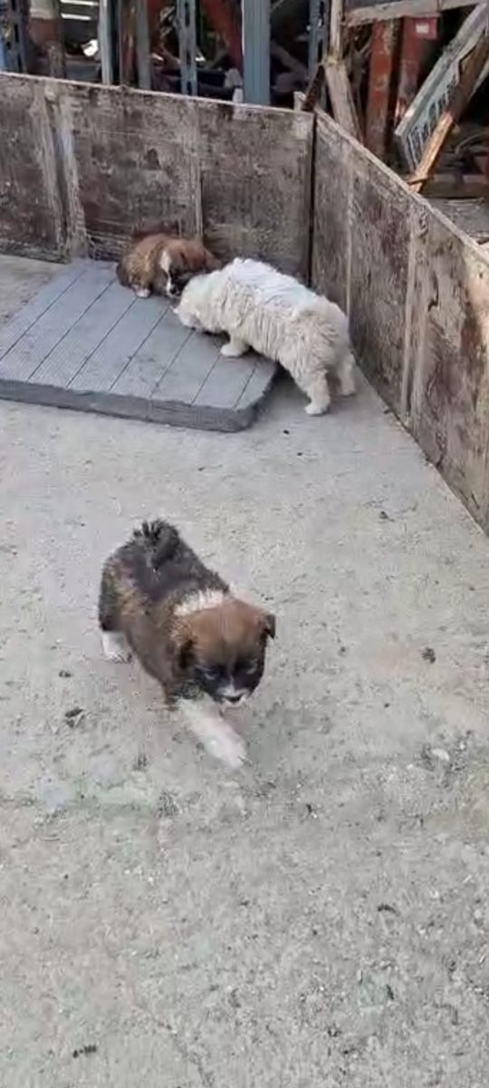 URGENT – CĂȚELUȘI PENTRU ADOPȚIE 🐶