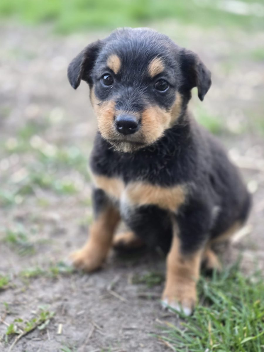 Cateluse pentru adoptie