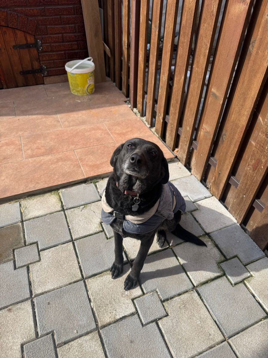 Adopție: Cățelușă matură, foarte sociabilă (6 ani)