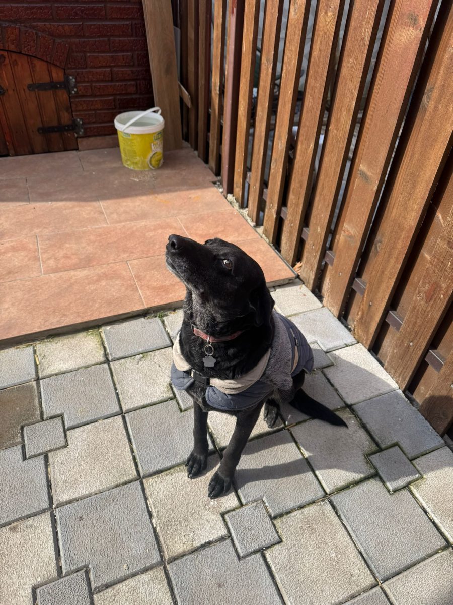 Adopție: Happy, Cățelușă matură, foarte cuminte