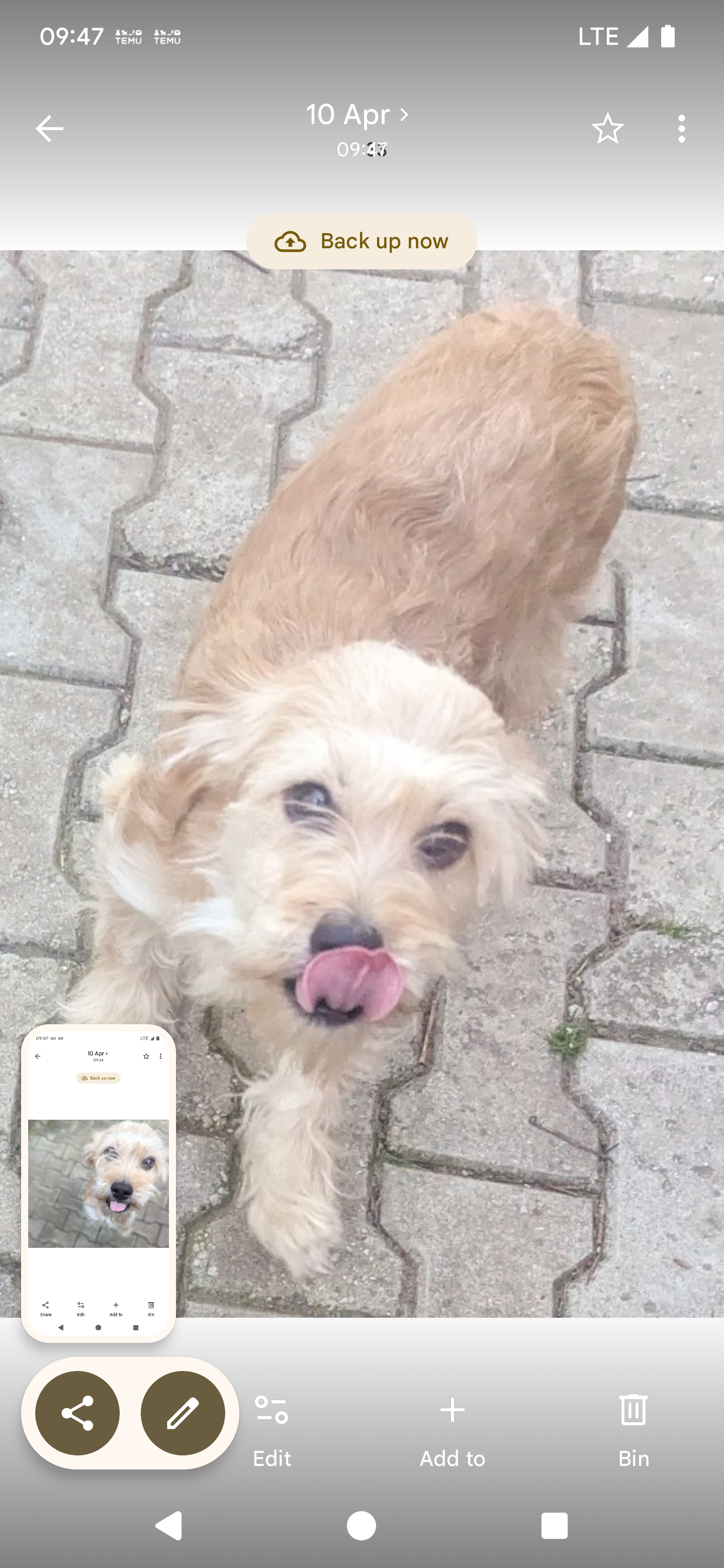 Emy este un Metis de bichon de talie mica , scump si dragut