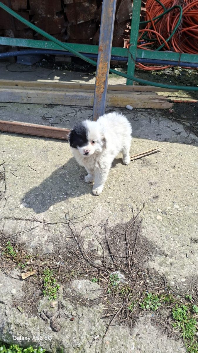 🚨🚨 URGENT – PUIUȚ ÎN PERICOL! 🐶🤍