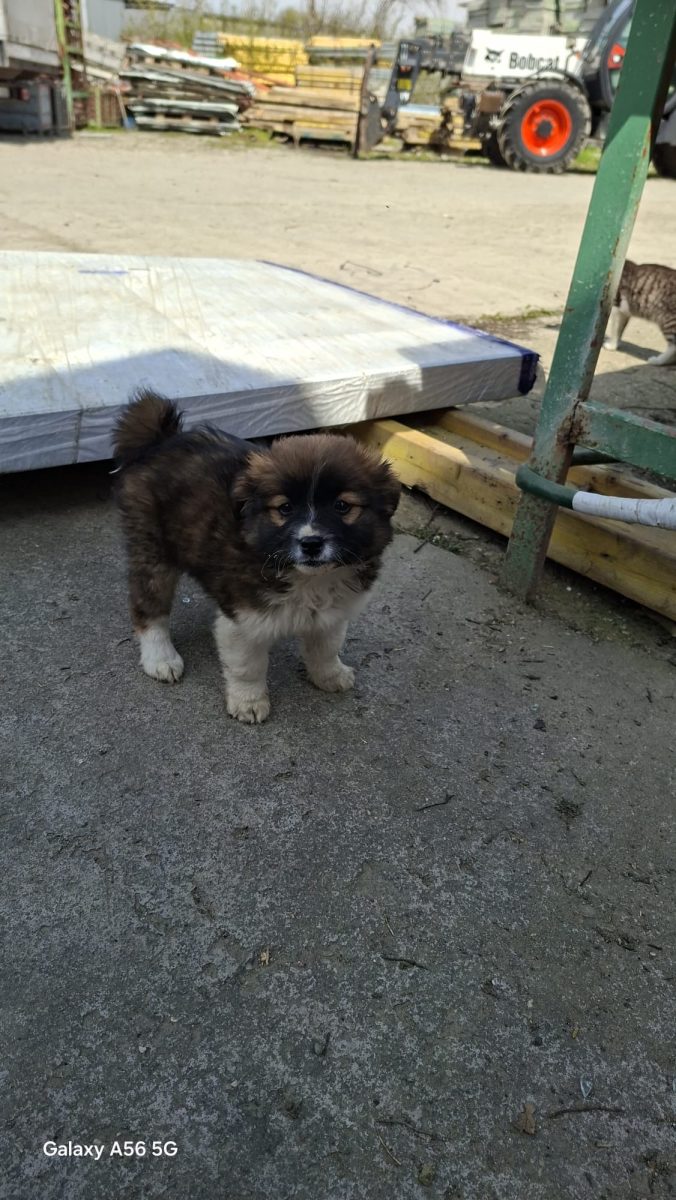 🚨🚨 URGENT – BRUNO ÎȘI CAUTĂ FAMILIA! 🐶🖤