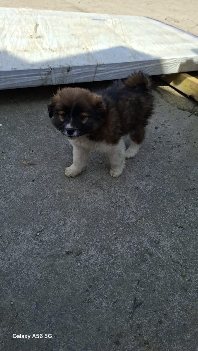 🚨🚨 URGENT – PUIUȚ ÎN PERICOL! 🐶🖤