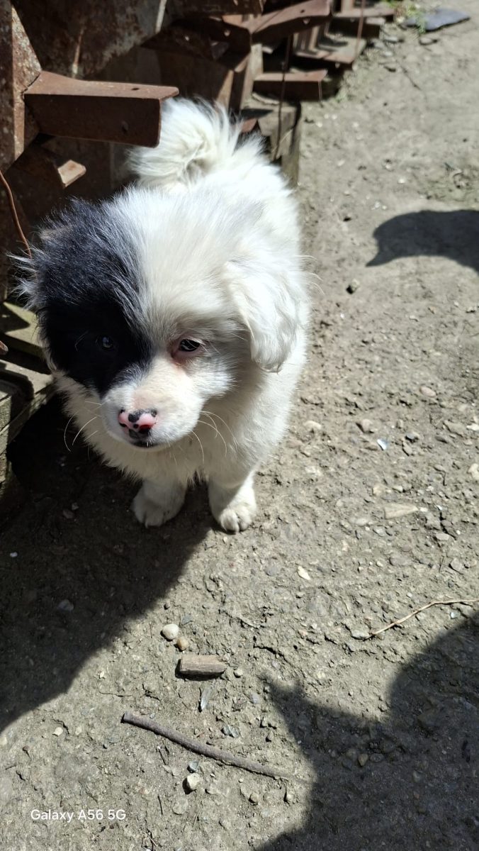 🚨🚨 SITUAȚIE DISPERATĂ – 3 CĂȚELUȘI AU NEVOIE URGENTĂ DE ADOPȚIE! 🐶💔