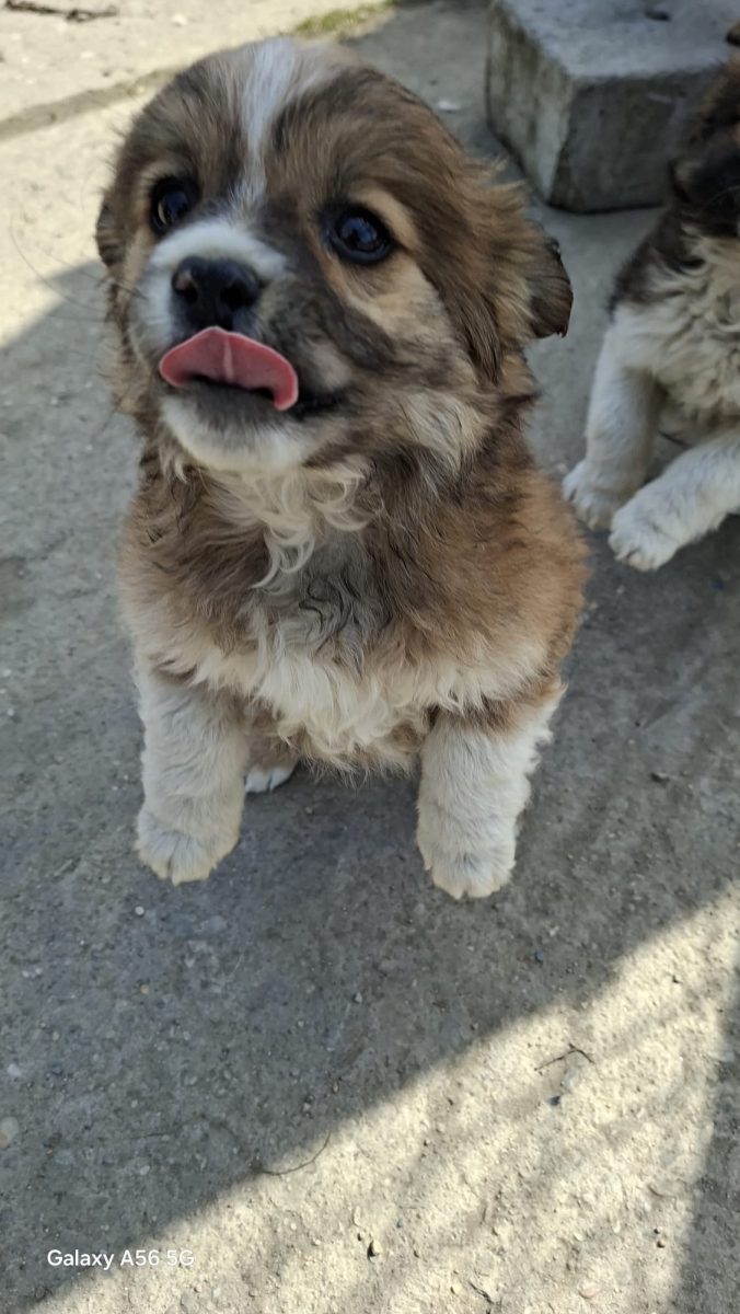 🚨🚨 URGENT – PUIUȚ ÎN PERICOL! 🐶🤎