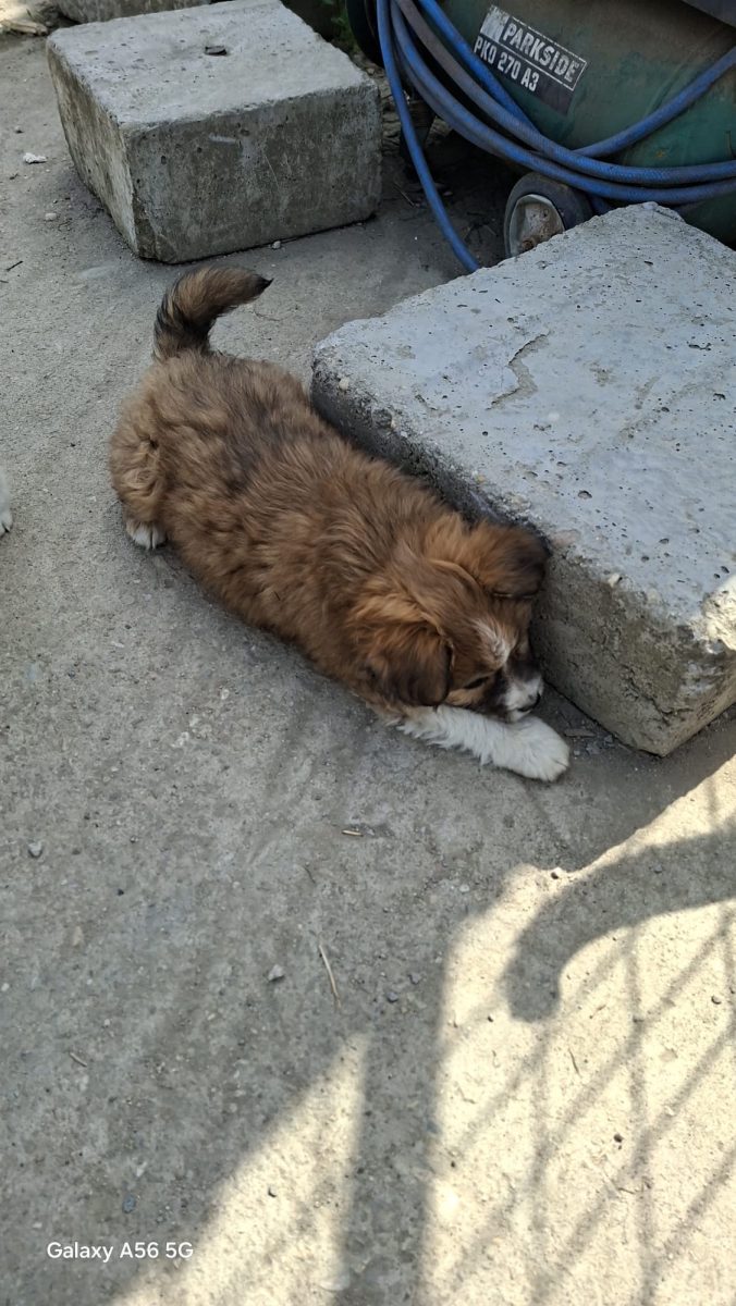 🚨 URGENT – CĂȚELUȘ PENTRU ADOPȚIE 🐶🤎