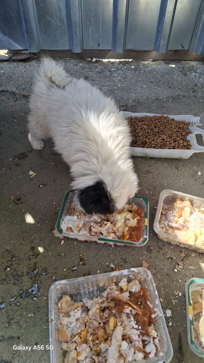 🚨🚨 URGENT – PUIUȚI ÎN PERICOL! AU NEVOIE DE ADOPȚIE ACUM! 🐶💔
