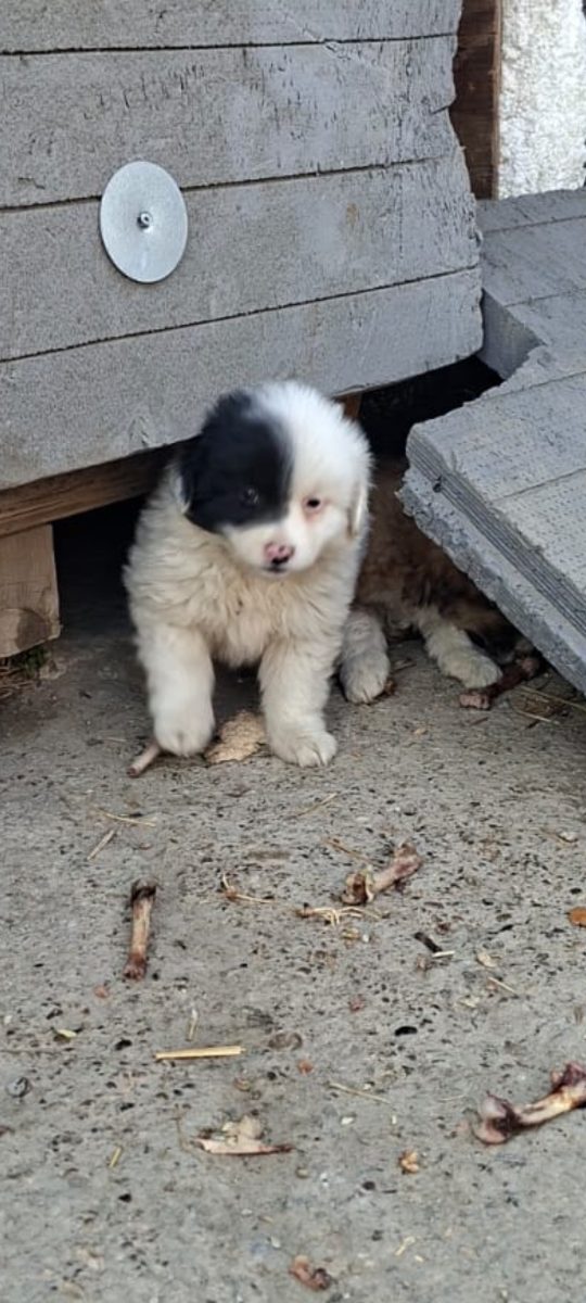 🚨🚨 URGENT – PUIUȚ ÎN PERICOL! 🐶🤍