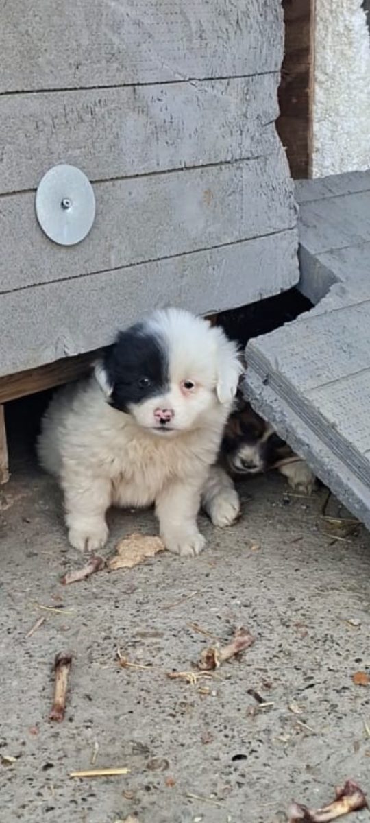 🚨 URGENT – CĂȚELUȘ PENTRU ADOPȚIE 🐶🤍