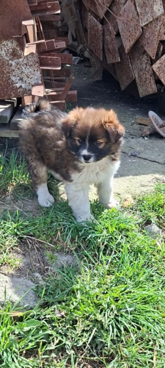 🚨🚨 FOARTE URGENT – CĂȚELUȘI ÎN PERICOL! 🐶💔