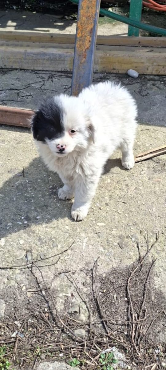 🚨🚨 URGENT – AU MAI RĂMAS DOAR 2 PUIUȚI! 🐶💔