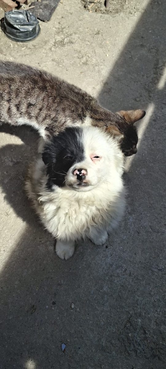 🚨🚨 URGENT – PANDA ARE NEVOIE DE O FAMILIE ACUM! 🐶🤍