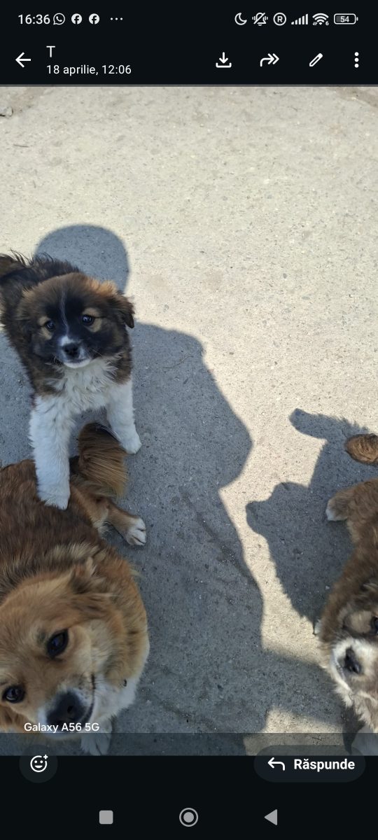 🚨🚨 URGENT – SUFLET MIC ÎN PERICOL! 🐶🖤