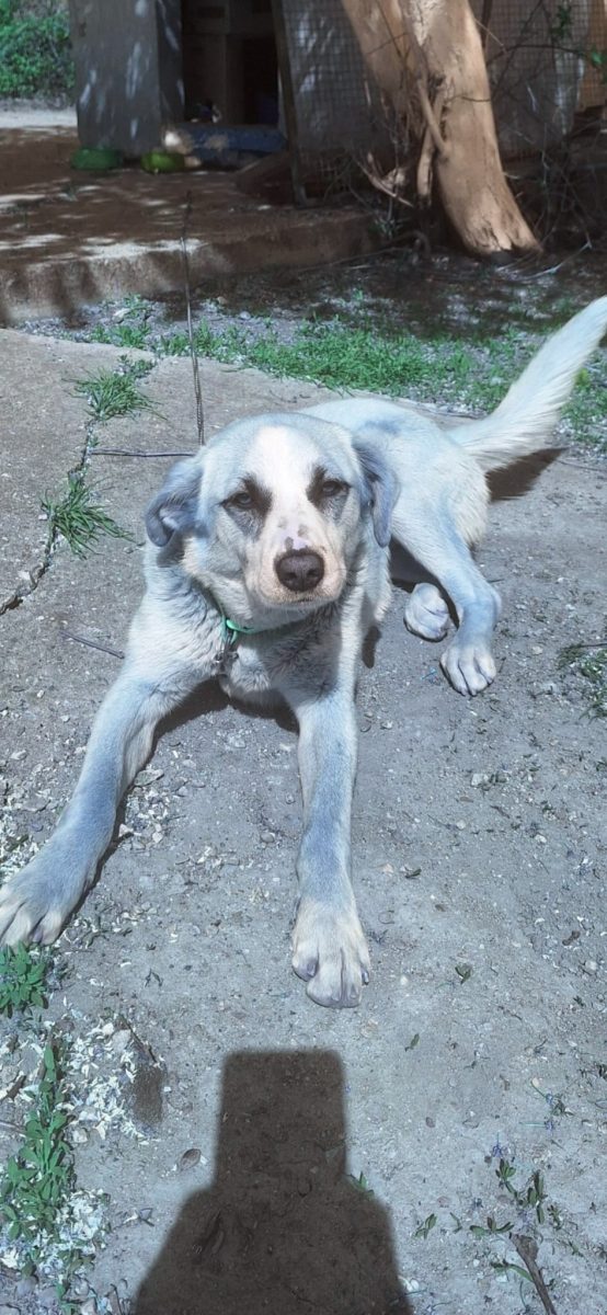 Catelusa pentru adoptei
