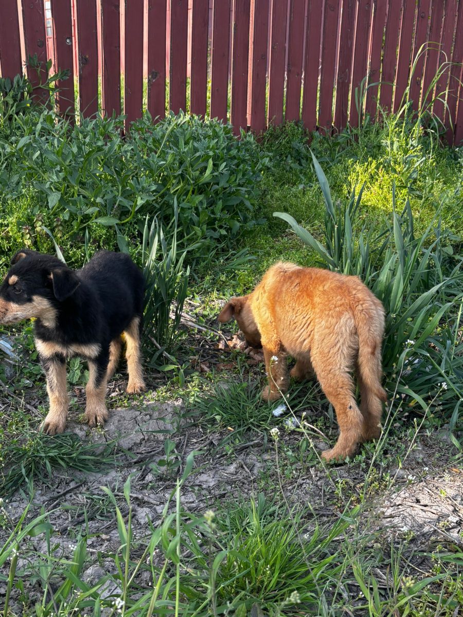 – 4 PUI SALVATI DE PE SOSEA AU NEVOIE DE AJUTOR