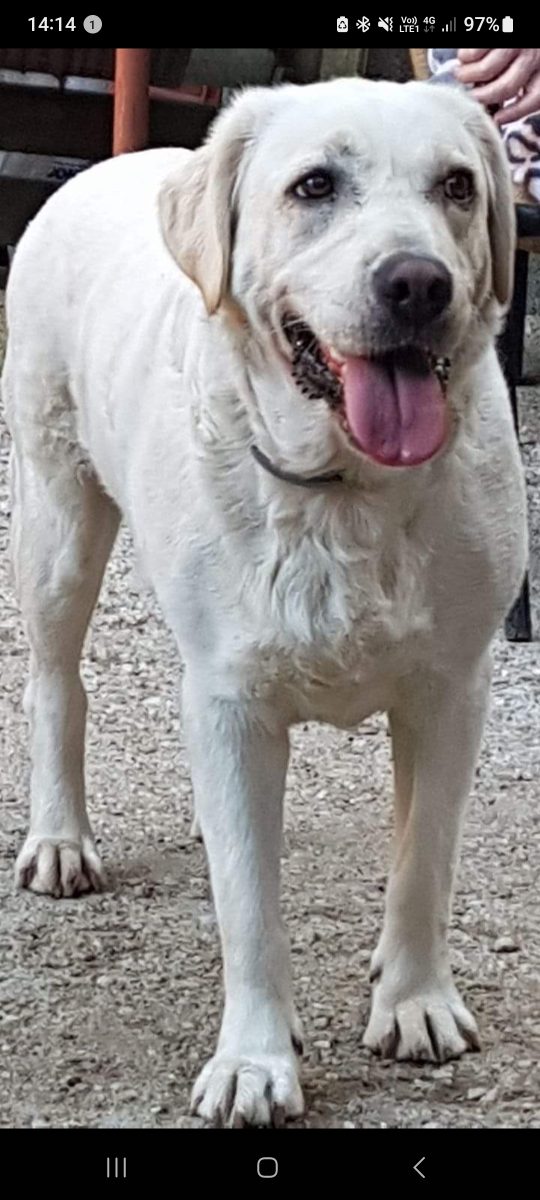 Labradorita 12 ani