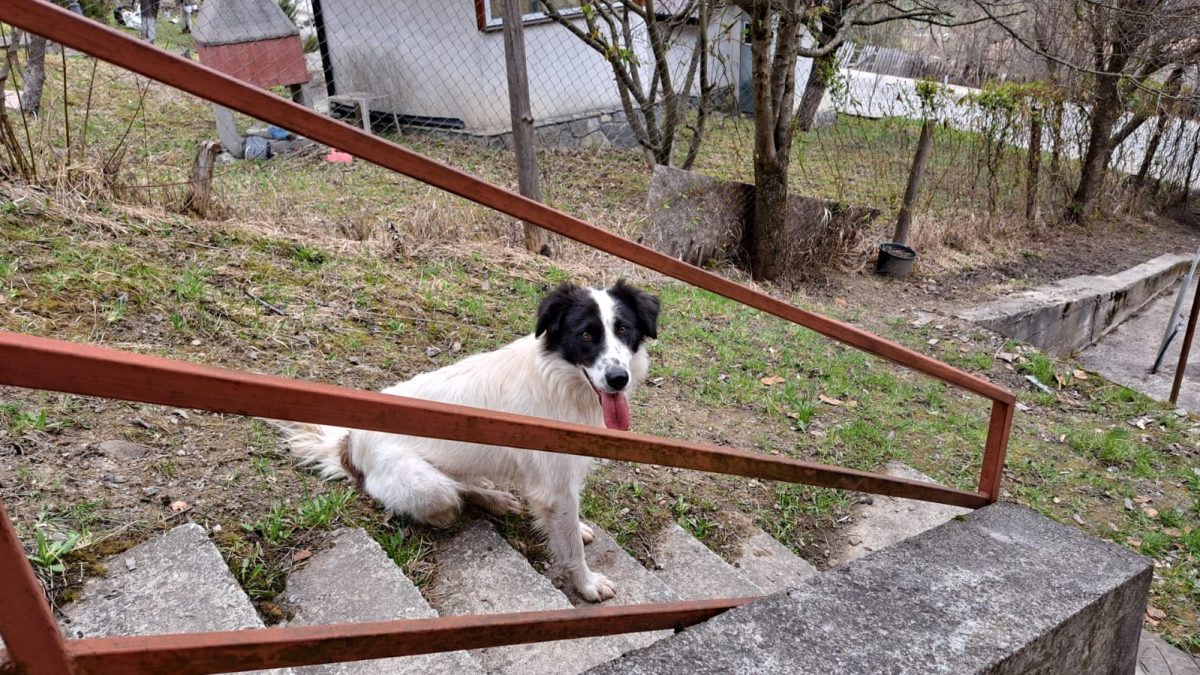 Cățelușă jucăușă și cuminte Teșila, Valea Doftanei