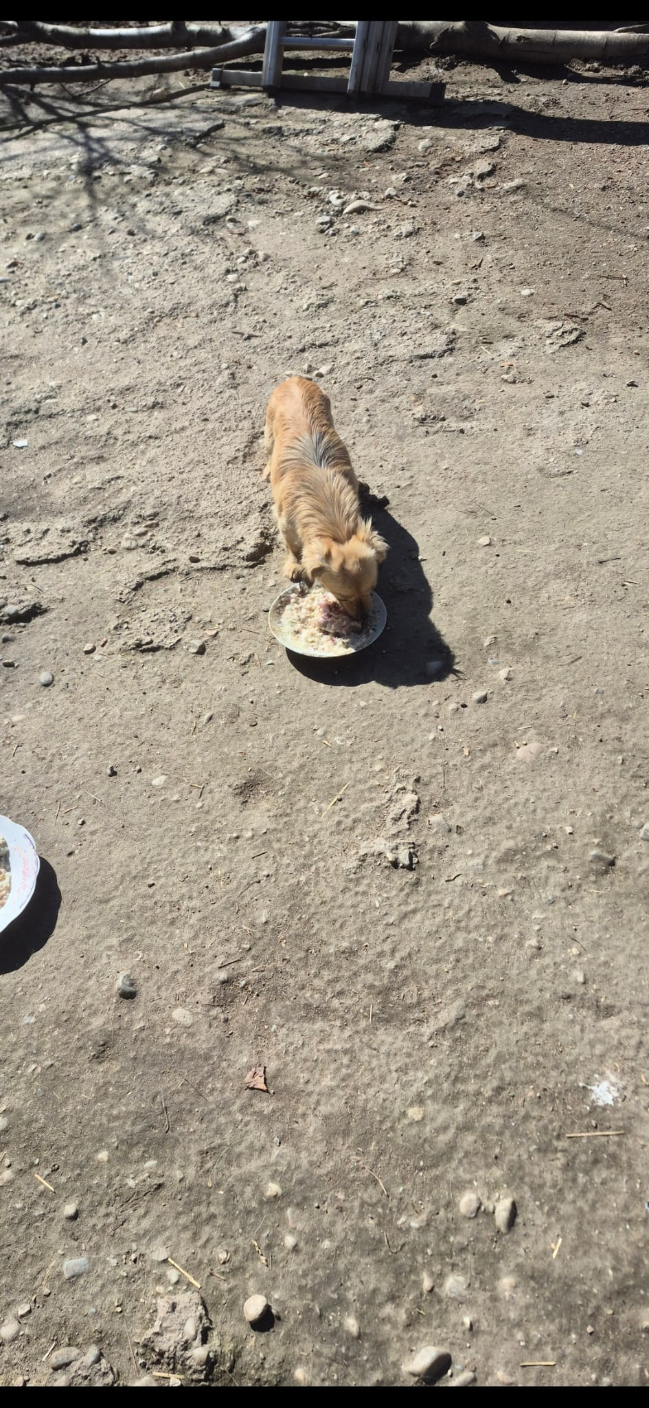 Doi pui pentru adoptie