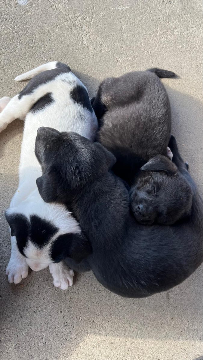 URGENT Nera și cele două surori ale ei au nevoie de căsuță