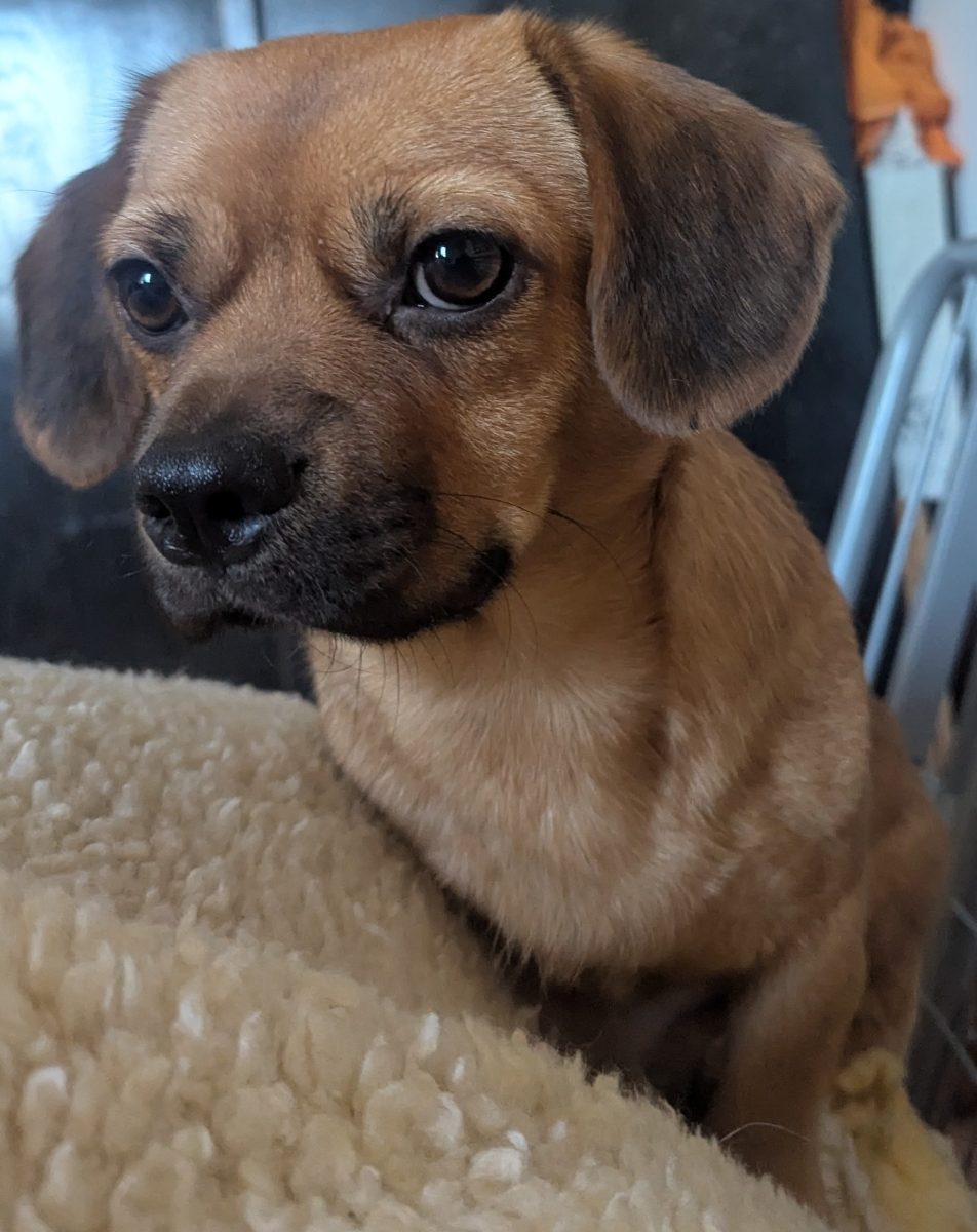 Staly , un micut de 1 an adorabil