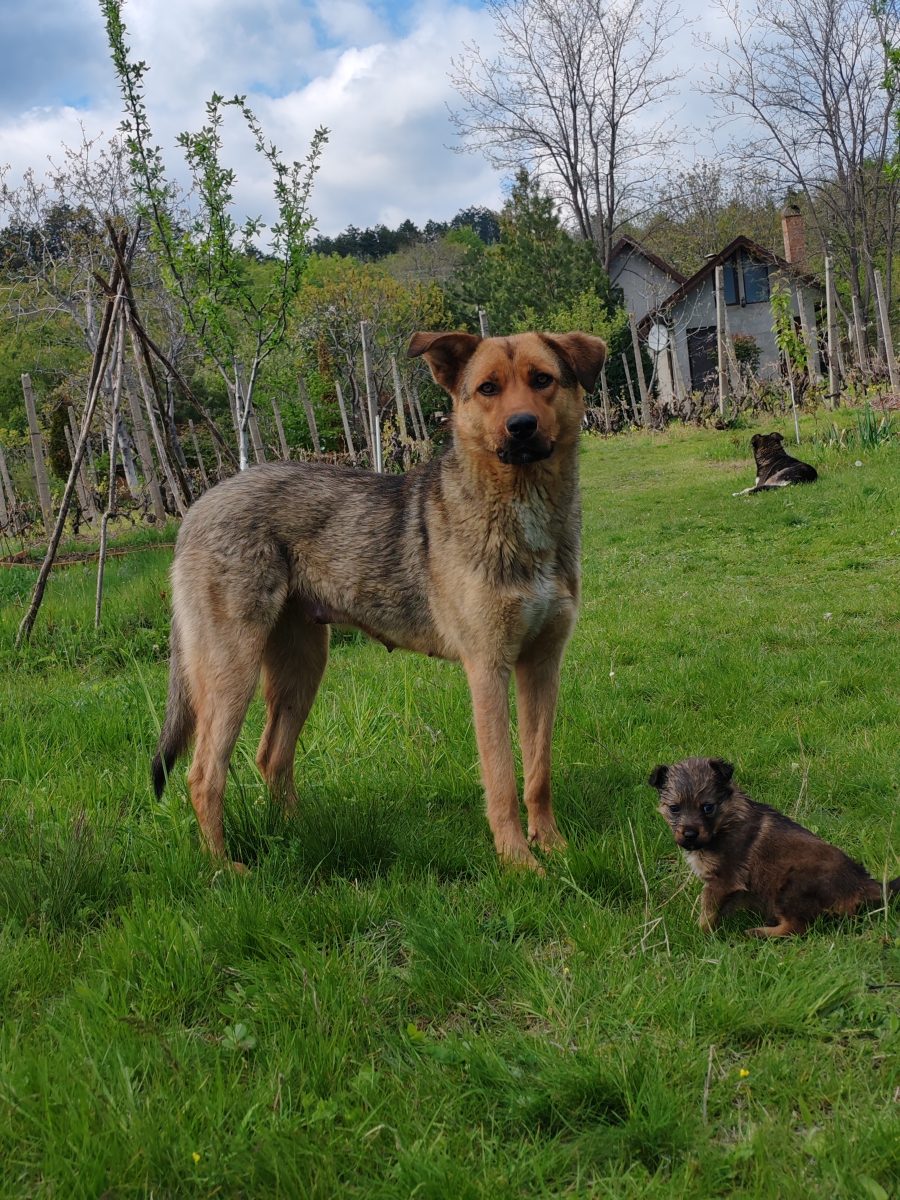 Adopta un puiut mic și dragut