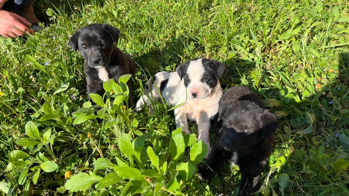 URGENT Luna și cele două surori ale ei au nevoie de căsuță