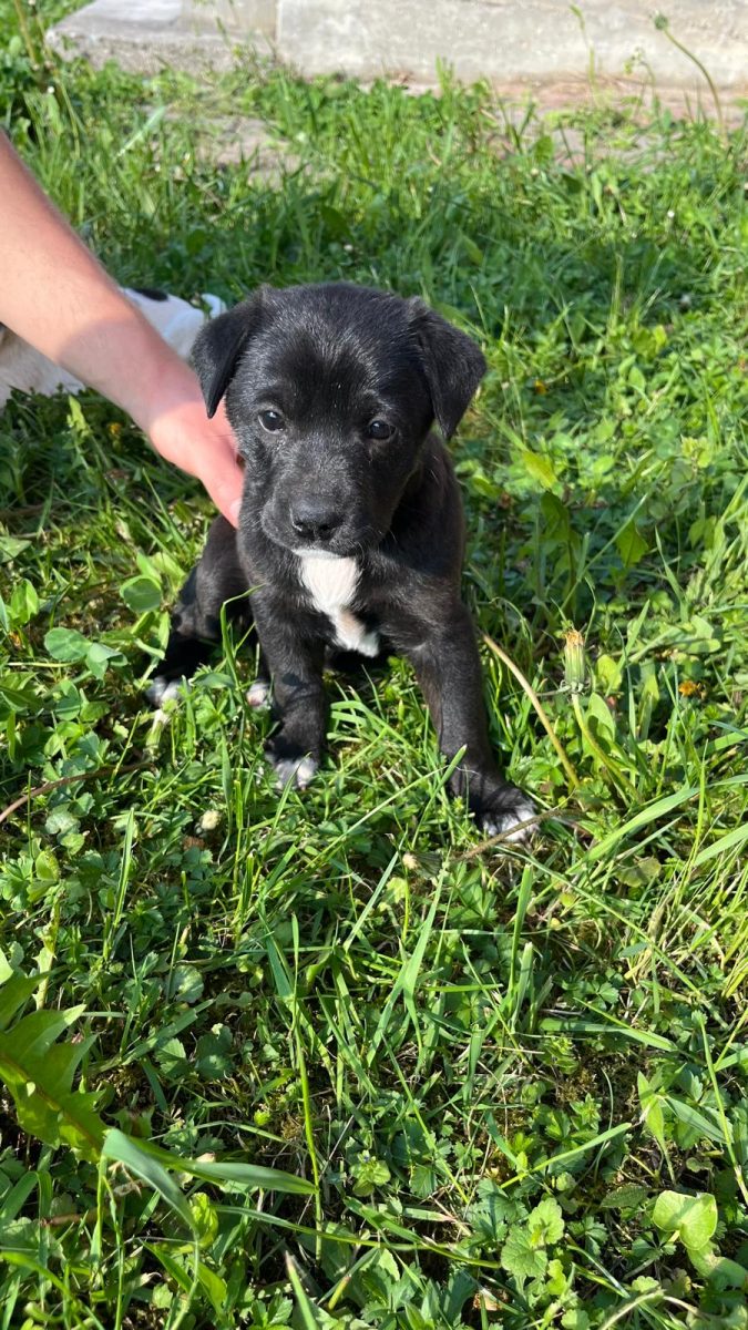 URGENT Zora și cele două surori ale ei au nevoie de căsuță