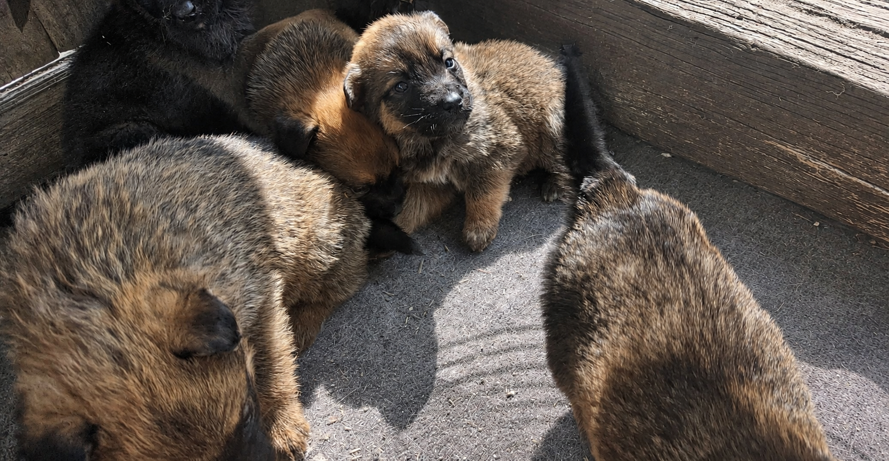 Donez pui de belgian malinois (metis)