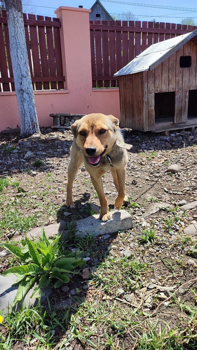 Cățeluș tânăr caută familie iubitoare – Toplița, Harghita