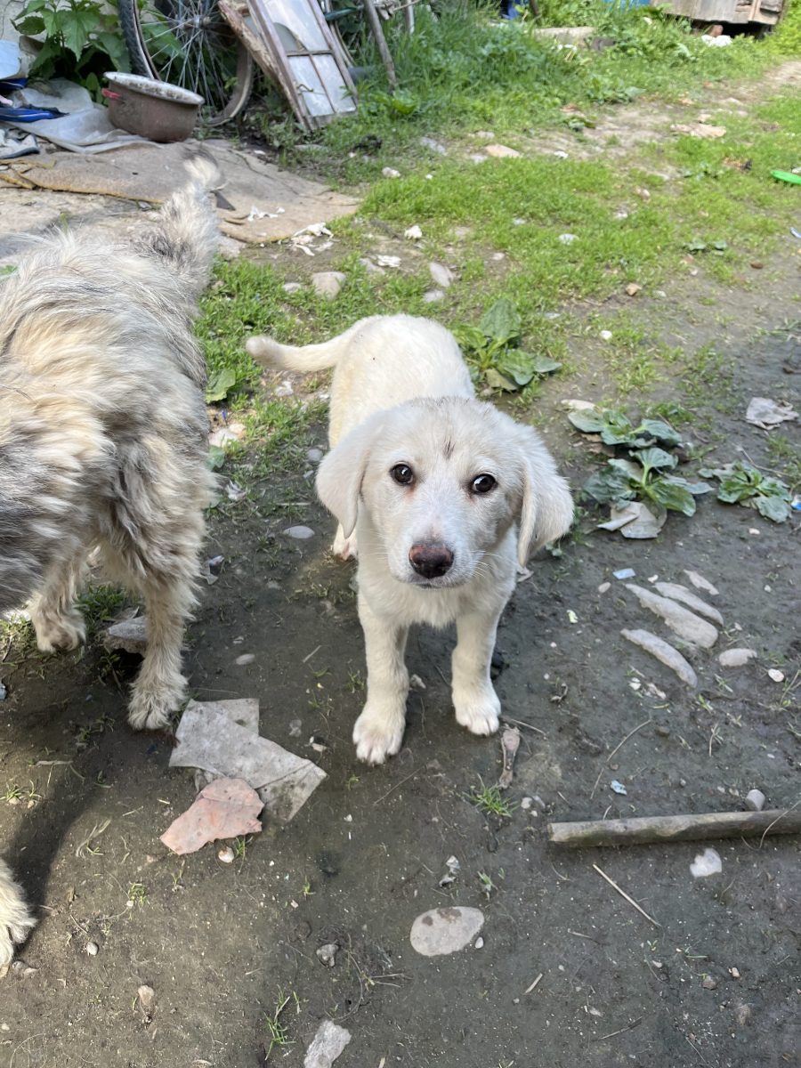 Sunt un bun companion,inteligent și loial