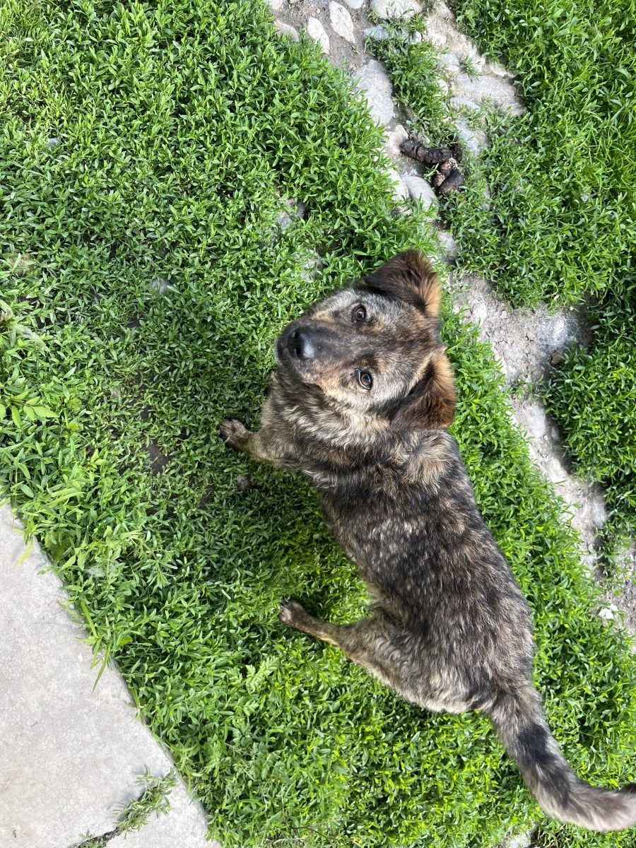 Metis dog german cu bișon .