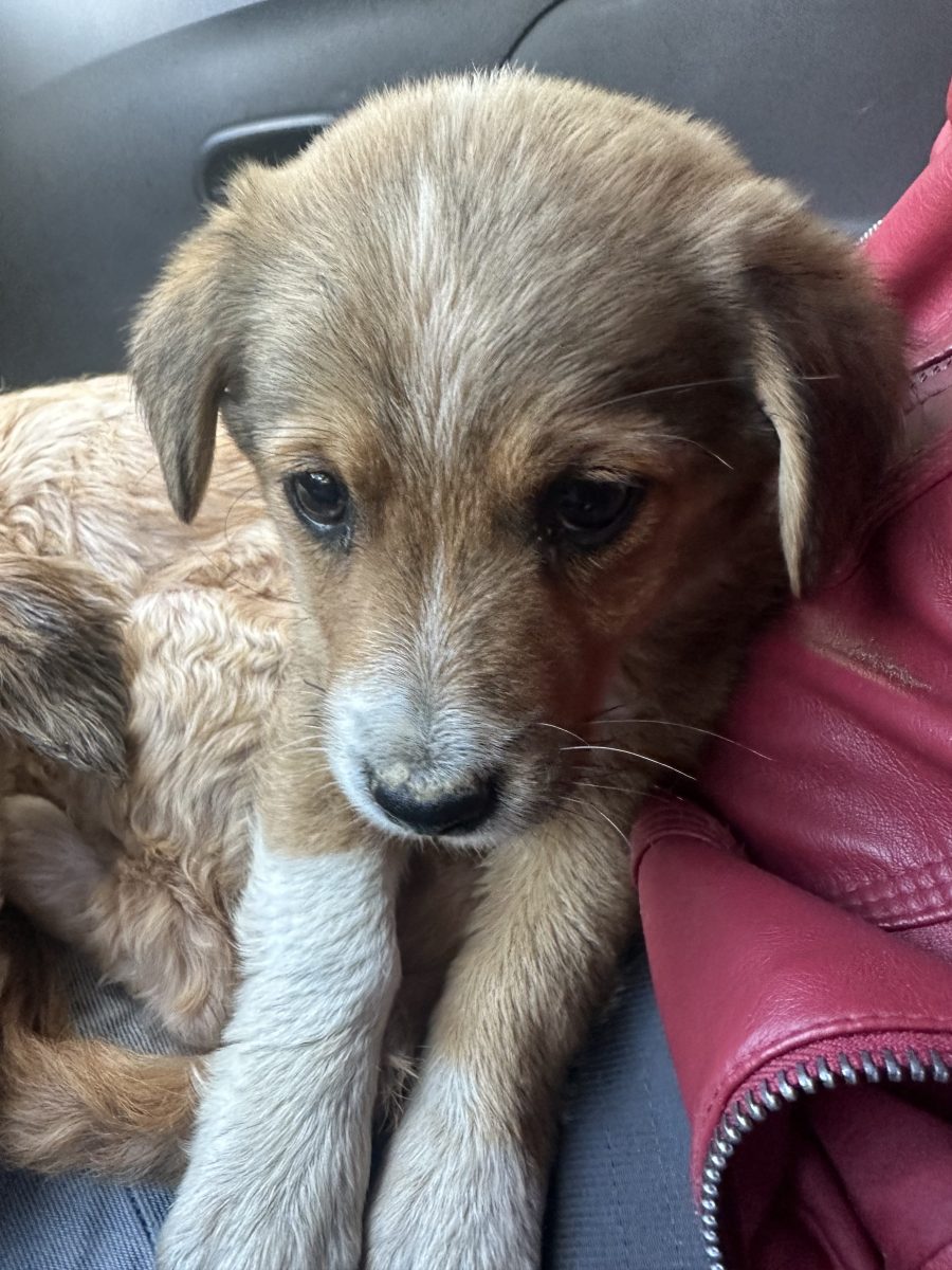 Adopție fetiță și mămic ei