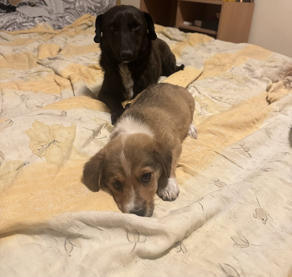 Adopție fetiță și mama ei