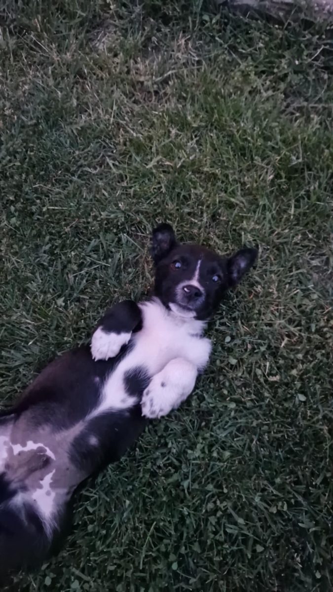 .Smiley pentru adopție responsabilă în București