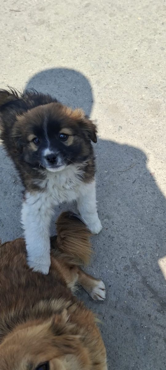 🚨💔 URGENT – BRUNO ARE NEVOIE DE O FAMILIE ACUM! 🐶🖤