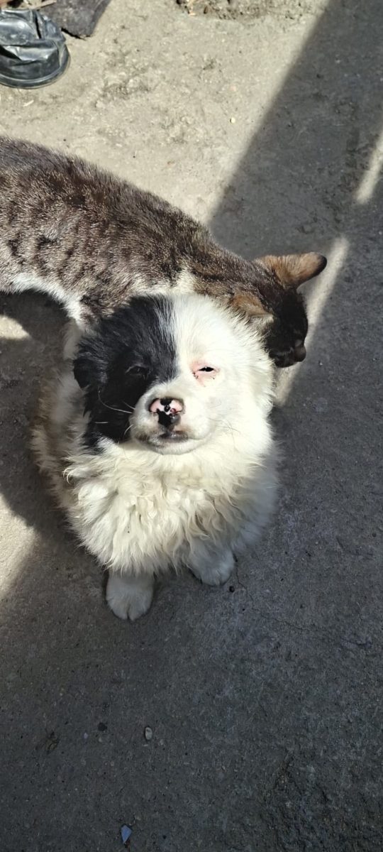 🚨💔 URGENT – PANDA ÎȘI CAUTĂ FAMILIA LUI! 🐶🤍