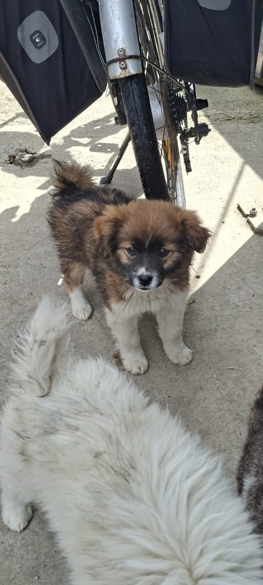 🚨💔 URGENT – PANDA ȘI BRUNO ÎNCĂ ÎȘI AȘTEAPTĂ FAMILIA… 🐶🐶