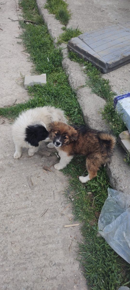 🚨🚨 URGENT – DOI PUIUȚI ÎȘI CAUTĂ FAMILIA! 🐶💔