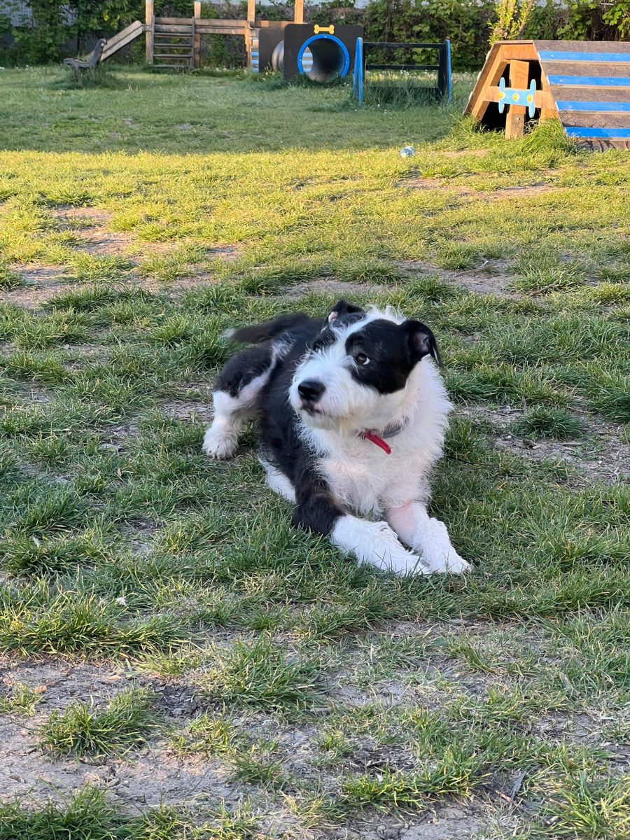 Ozzy își caută o casă responsabilă
