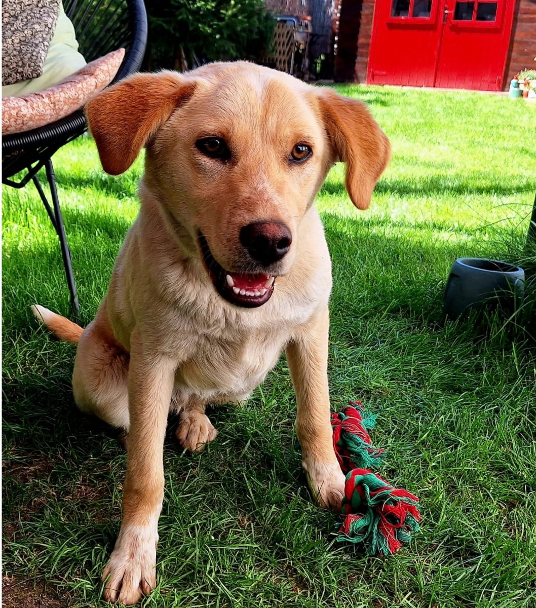 Câine energic și inteligent – iși caută partener de aventuri 🐾