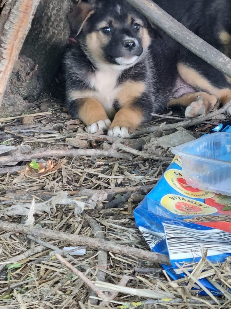 Adoptie cățeluși de aproximativ 2 luni