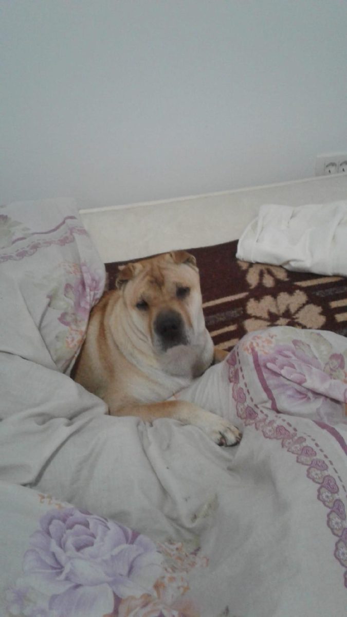 donez caine Shar Pei adult