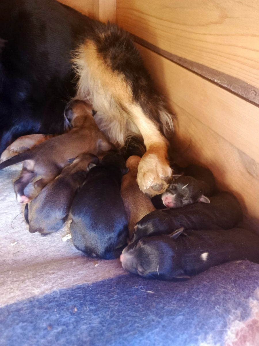 Femela cu 7 pui!!!! Va rog sa mă ajutați cu mâncare!